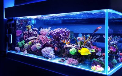 Comment bien démarrer son aquarium d’eau douce ?