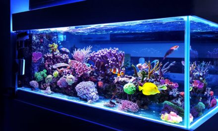 Comment bien démarrer son aquarium d’eau douce ?