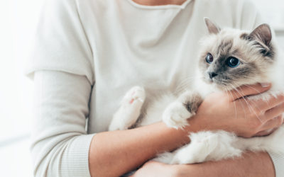 Quels accessoires pour votre chat ?