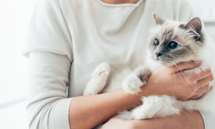 Quels accessoires pour votre chat ?